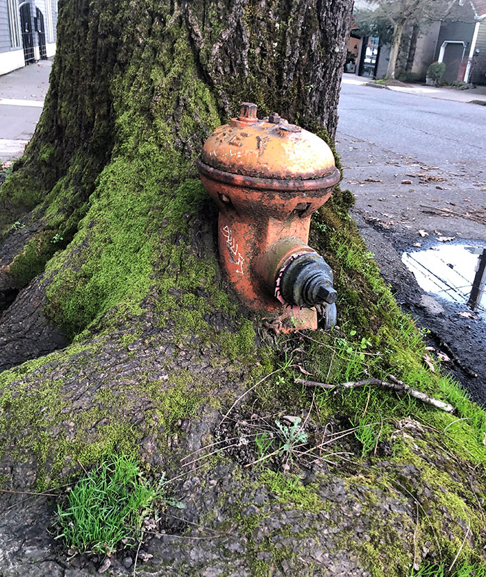 Tree Absorbing A Fire Hydrant