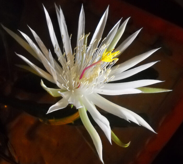 A Kadupul Flower Lasts Only One Night And The Scent Is Intoxicating