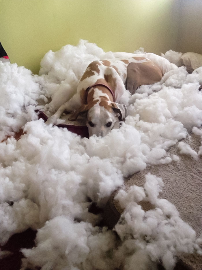 That One Time My Dane Tried To Convince Me She Was On Cloud Island And Didn't Destroy Her Bed