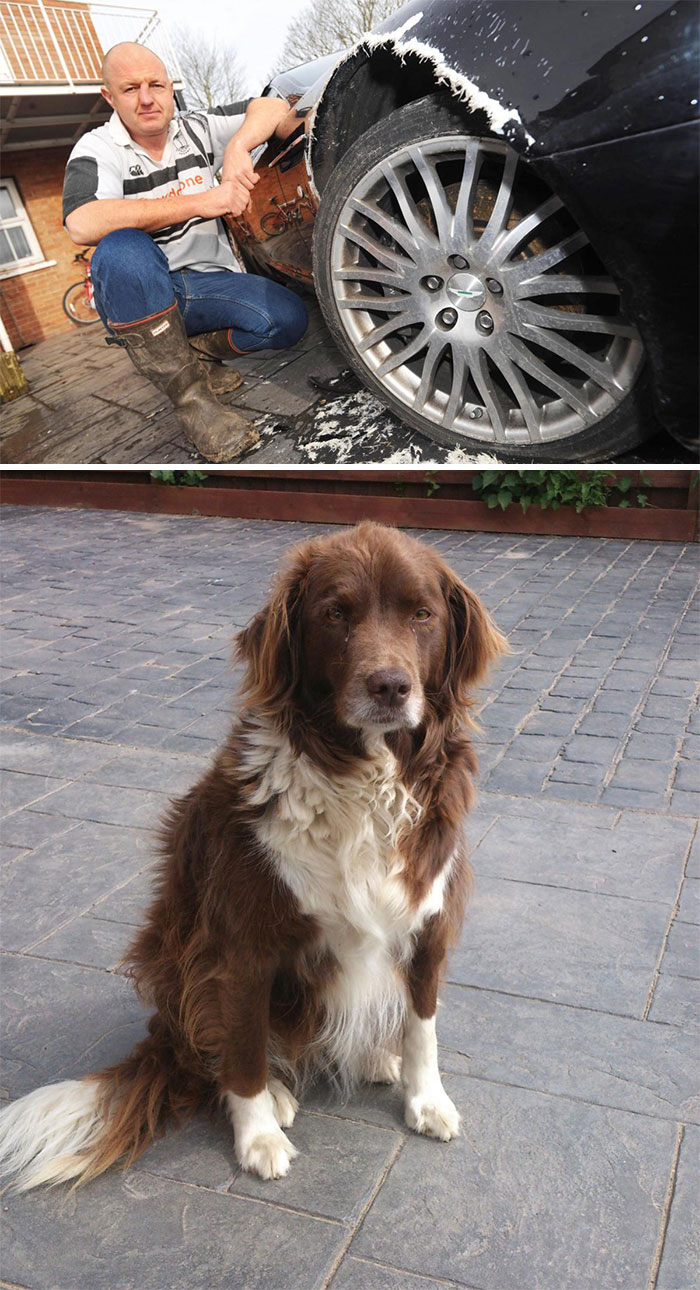 Un perro muerde un Aston Martin de 80.000 libras