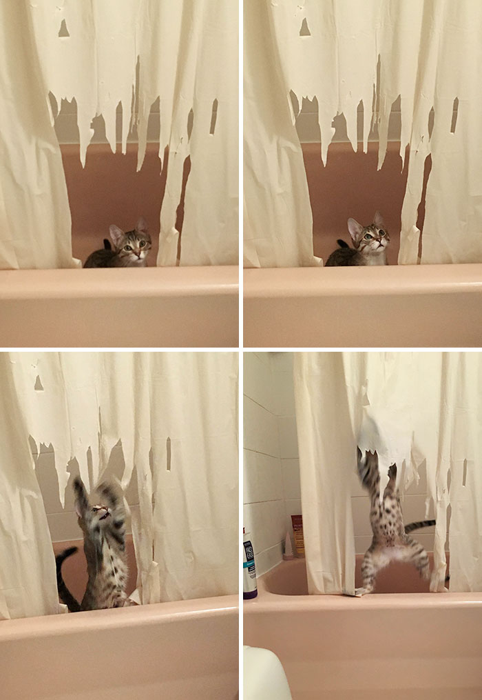 She Looked Guilty For A Split Second, Then Continued With Her Rampage