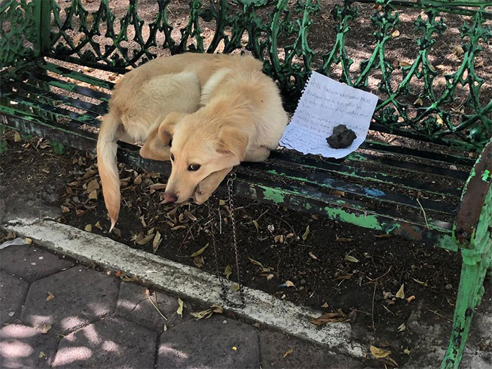 Child Leaves His Puppy On A Park Bench With A Heartbreaking Note Because His Parents Abused The Dog
