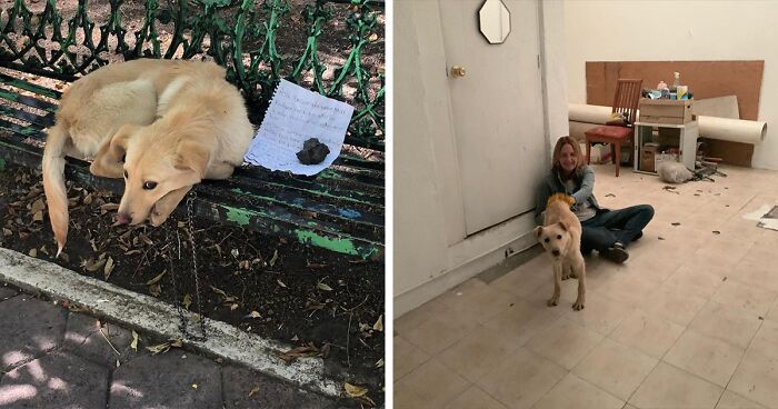 Child Leaves His Puppy On A Park Bench With A Heartbreaking Note Because  His Parents Abused The Dog | Bored Panda