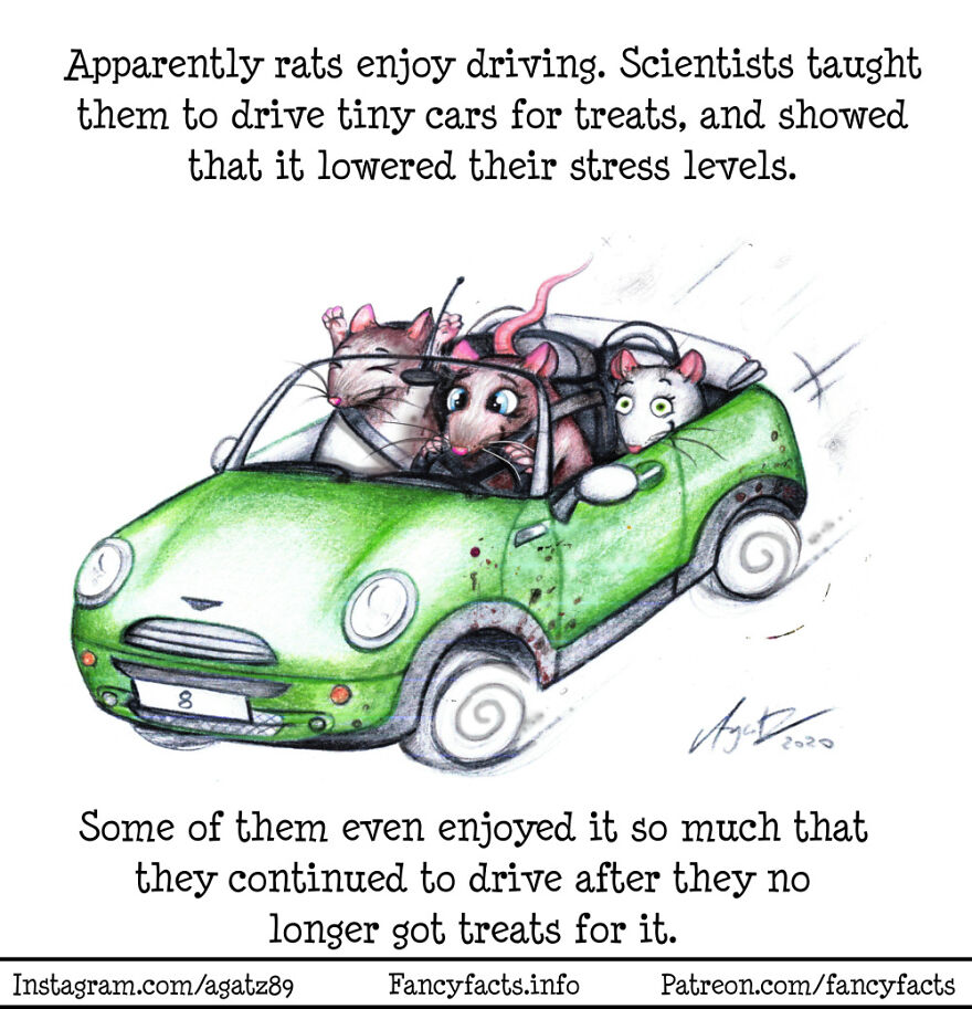Rat Drivers