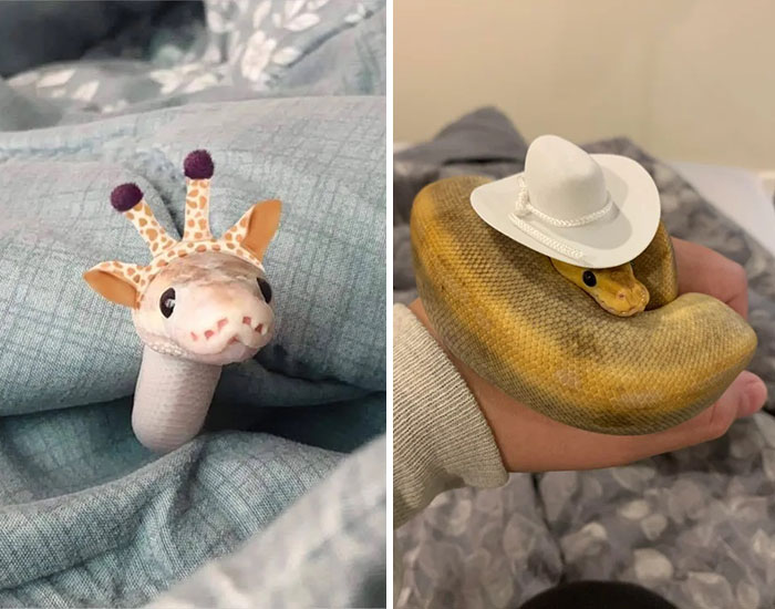 Turns Out, Hats On Snakes Are A Thing And There’s A Community Celebrating It (40 Pics)