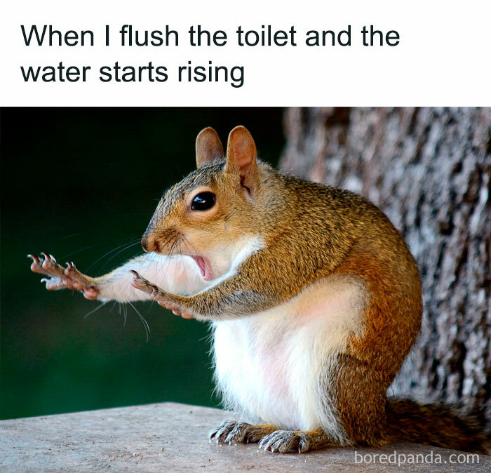 50 Hilarious Memes Most People Will Relate To Bored Panda