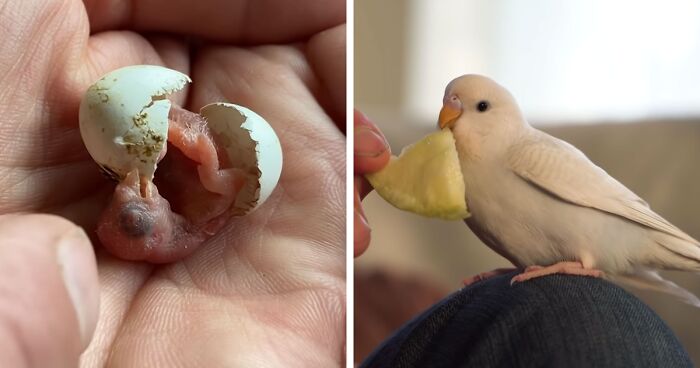 Man Finds An Abandoned Parrot Egg And Hatches It Into An Adorable Budgie |  Bored Panda
