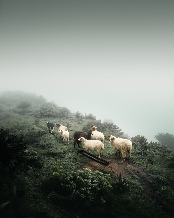 Greece Winner: 'Foggy Farming', By Thoedoros Apeiranthitis