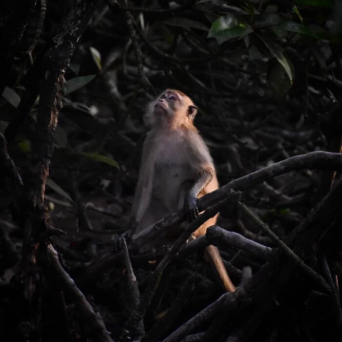 Malaysia Winner: 'Long-Tailed Macaque', By Yoganathan Yoke