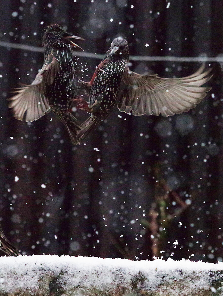 Starlings Fighting In The Snow