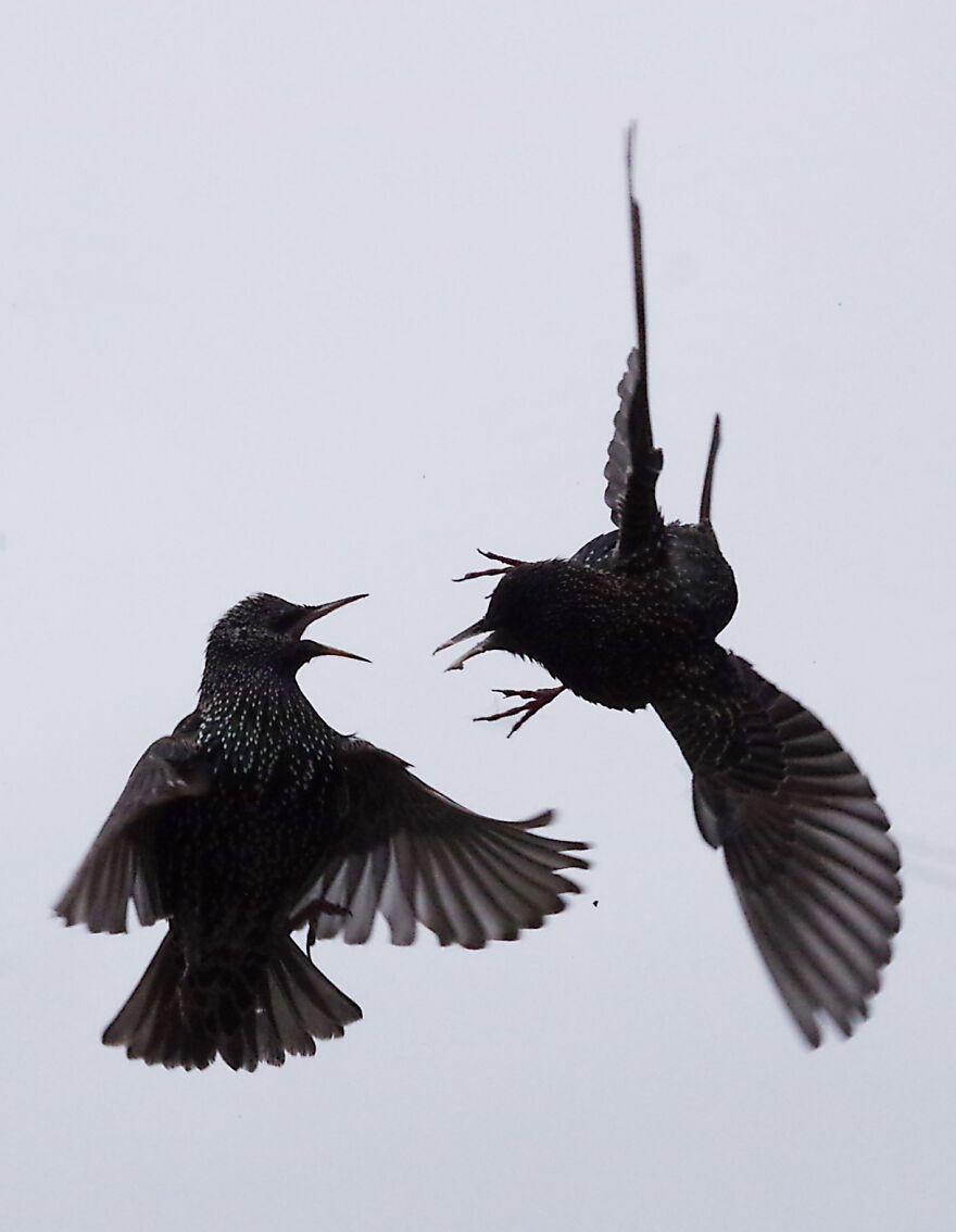 Fighting Starlings