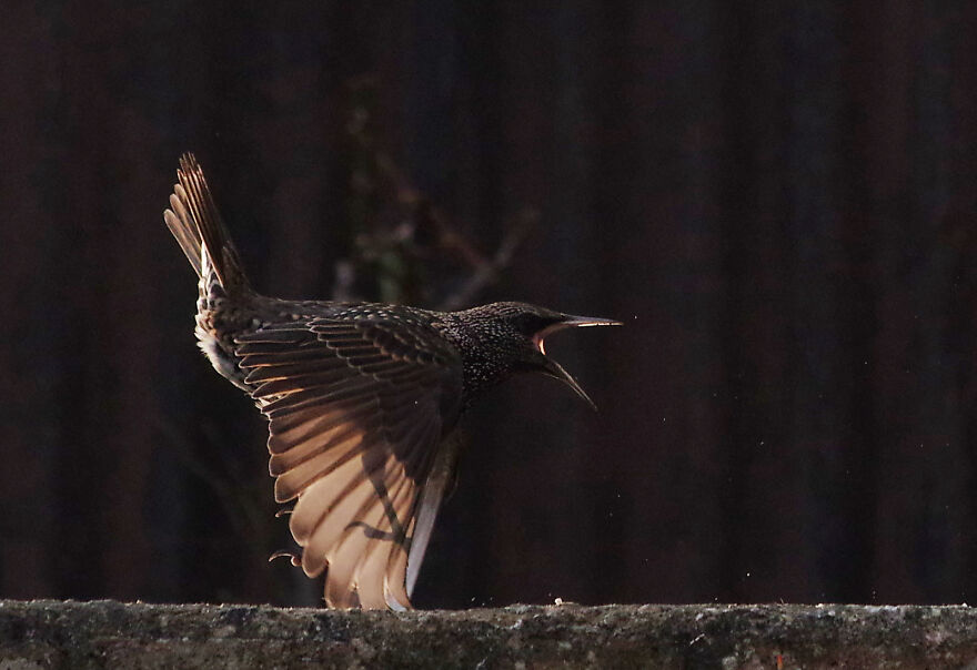 Starling Taking Off. The Tips Of Its Wings Are Touching The Floor As It Launches An Attack Against Another Bird