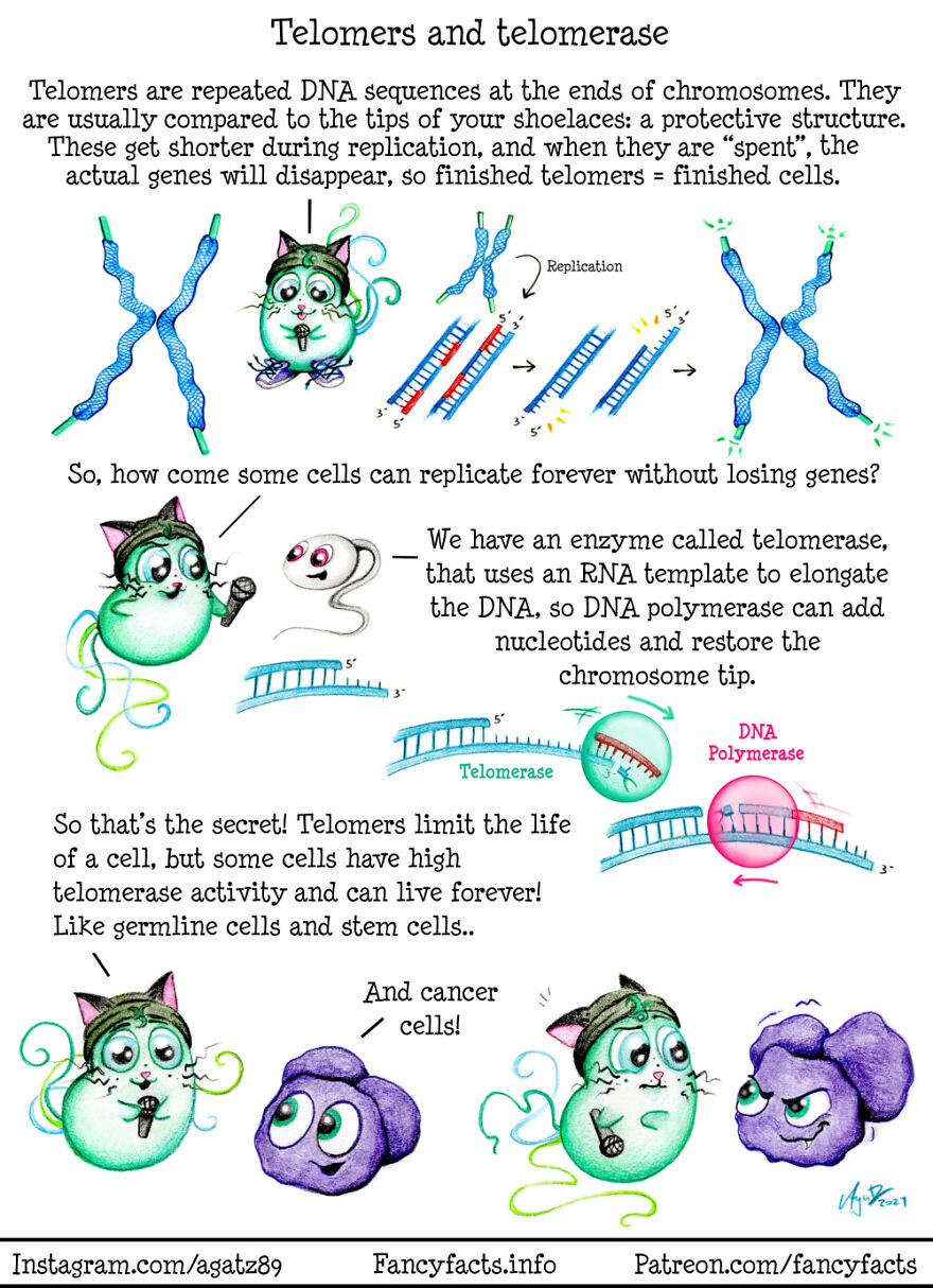 Telomers And Telomerase