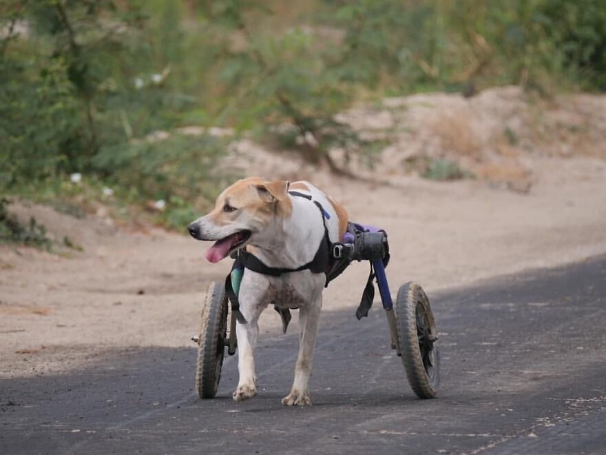 This Thai Animal Shelter Nurses Disabled Dogs Back To Life With The Help Of Vets And Wheelchairs