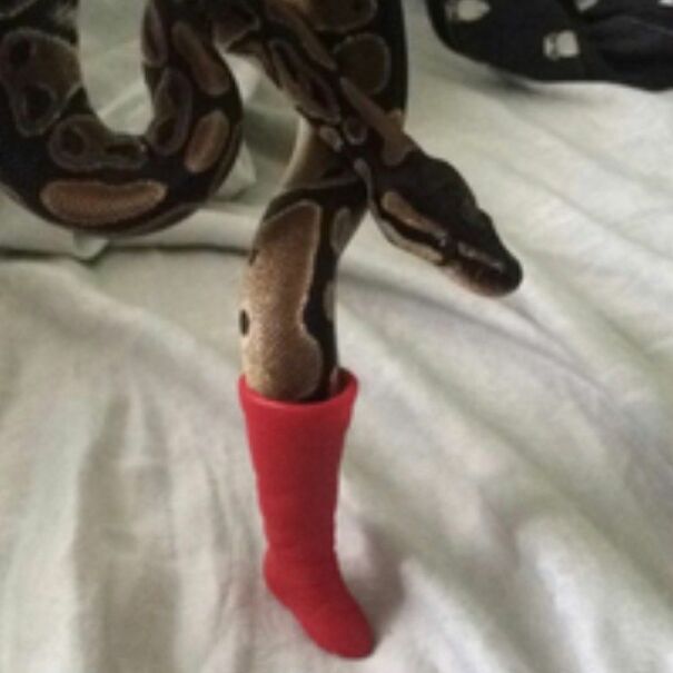 theres-a-snake-in-my-boot-60239d777b8a0.jpg