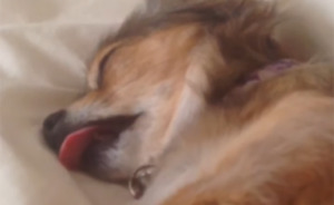 Hey Pandas, Post Weird Things Your Pet Does While Sleeping