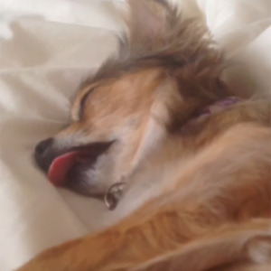 Hey Pandas, Post Weird Things Your Pet Does While Sleeping