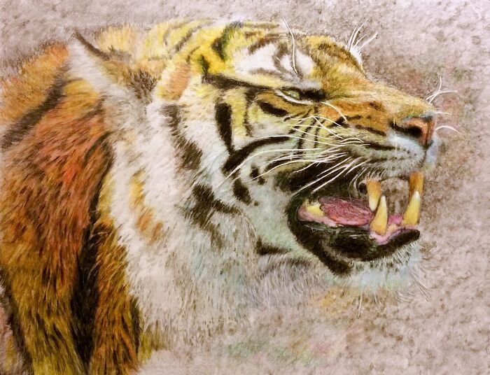 Tiger, Angry 11x14 Ampersand Clayboard