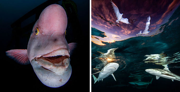 30 Mesmerizing Shots That Won The 2021 Underwater Photographer Of The Year Competition