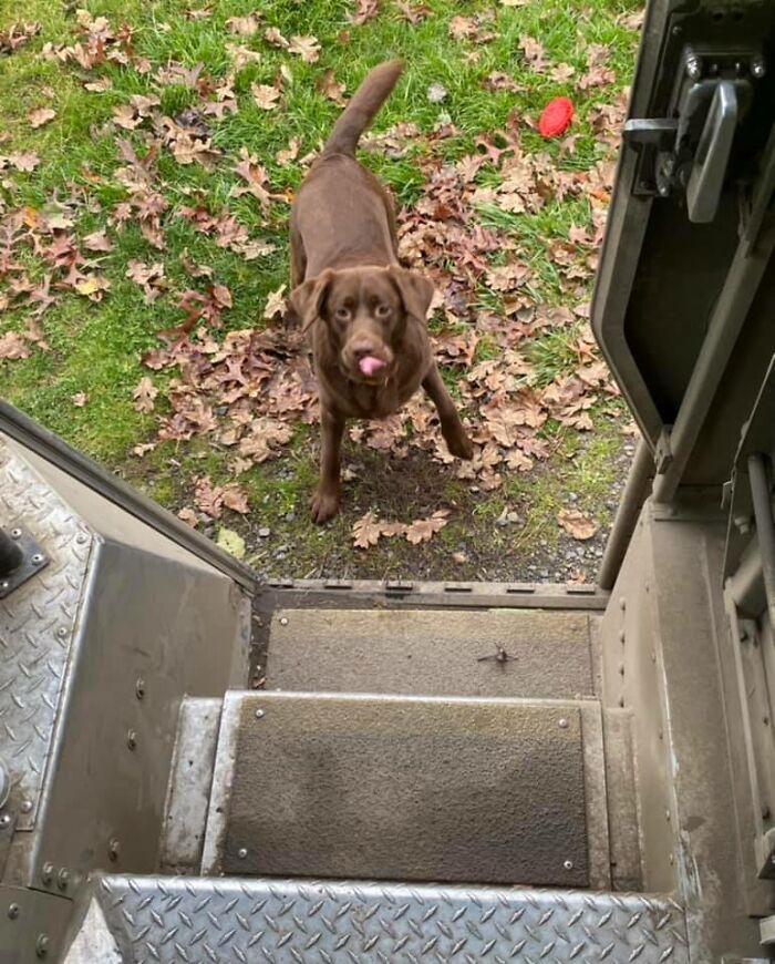 UPS-Delivery-Driver-Meets-Dogs