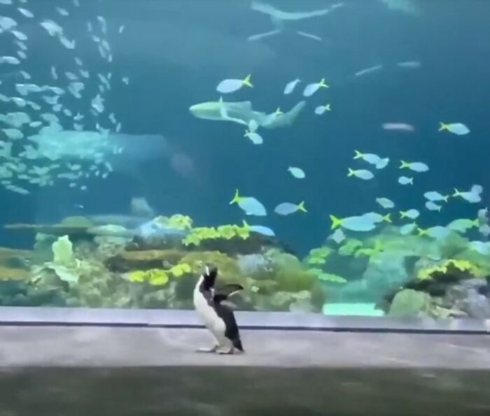 Shedd Aquarium's Penguins Continue Exploring The Empty Aquarium During Its Closure