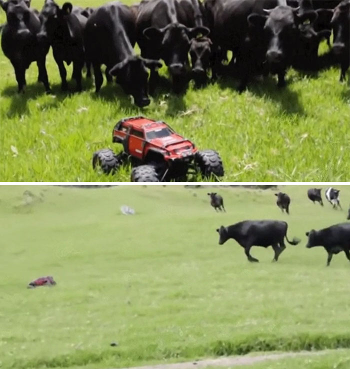 Curious Cows Investigate A Strange Visitor In Their Field