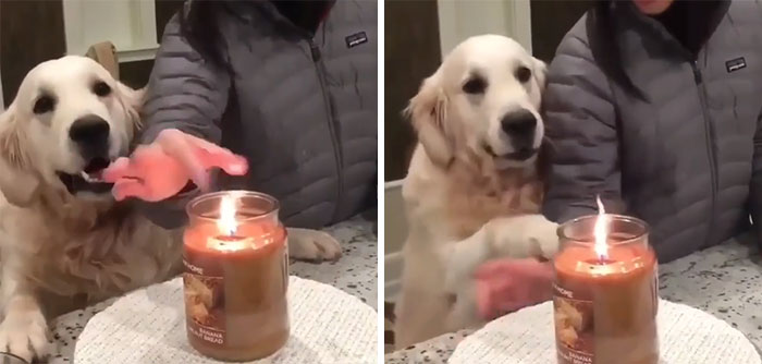Doggo Trying To Protect Owner From Being Burned