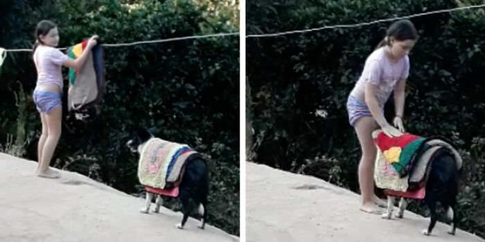 Mom Catches Nice Dog Helping Her Daughter With The Laundry