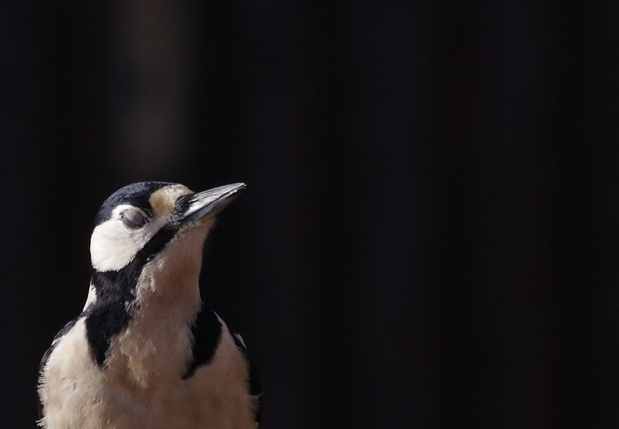 Greater-Spotted Woodpecker Enjoying A Rare Moment In The Sun