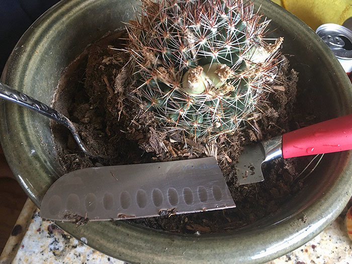 The Husband Used My Favorite Knife As A Garden Tool