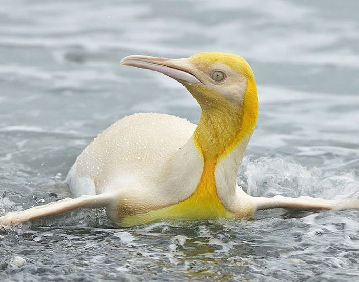 Wildlife Photographer Captures A ‘Never Before Seen’ 1-In-146k Yellow Penguin