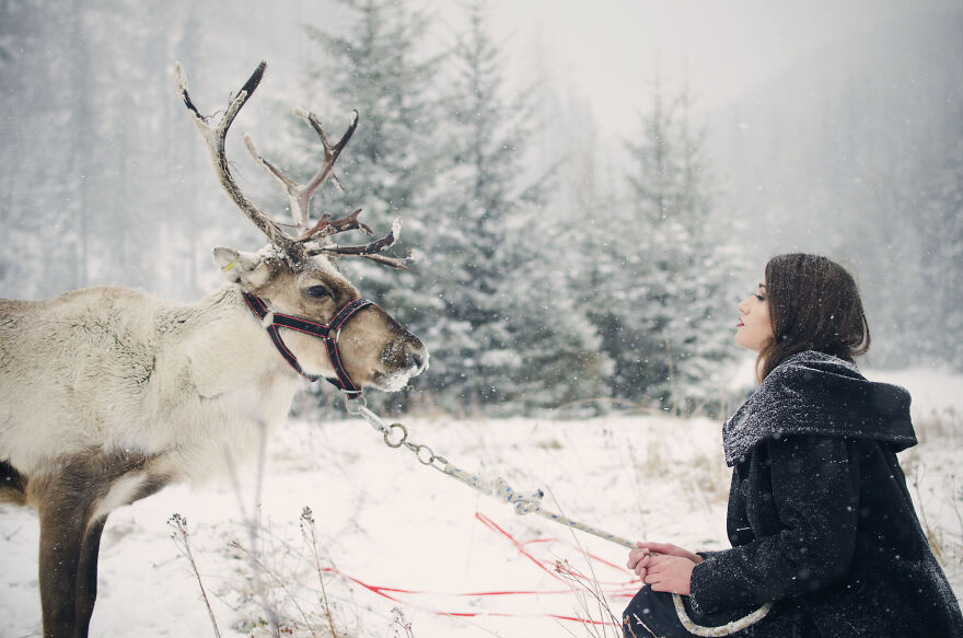 Reindeer's Story