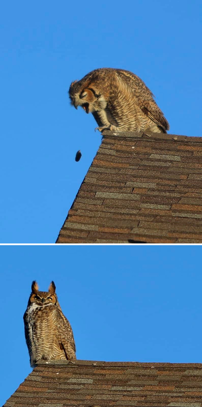 This Great Horned Owl Was Chilling On The Roof Behind Our House. I Raced Around The Block Where The Light Was Better And Got This!