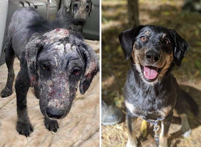 Millie, When She Was Rescued In Mississippi And Now. The Best Doggo