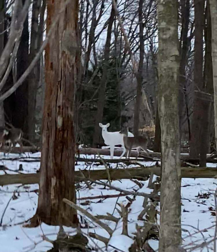 Vi un ciervo blanco en el bosque el otro día