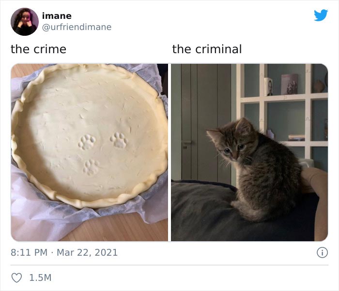 19 Pet Owners Share Pics Of Crimes And The Furry Criminals Behind Them