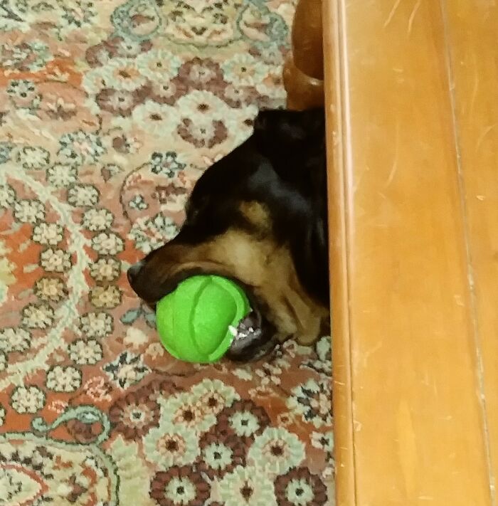 Cannot Let Go Of Favorite Ball Even In Sleep...