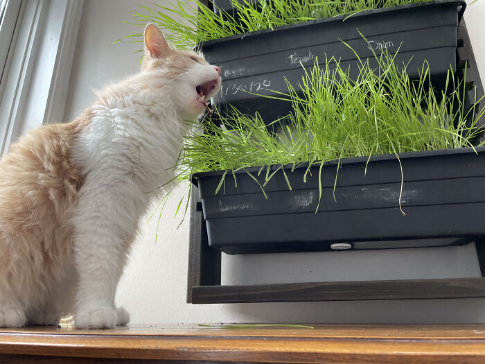 Take My Cat Eating Grass