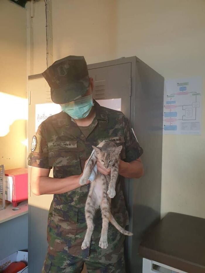 Thai Navy Officer Jumps Into Water And Swims To Rescue These Four Cats From A Rapidly Sinking Ship