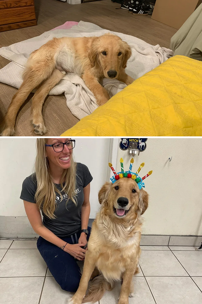 We Took Home This Sick Pup That Had Cirrhosis Of The Liver And Wasn’t Expected To Live More Than Three Months. Today Marks One Year Since We Brought Him Home And Now He’s Healthier Than Ever