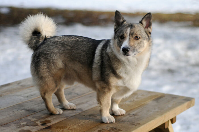 Swedish Vallhund (Werewolf Corgi!)