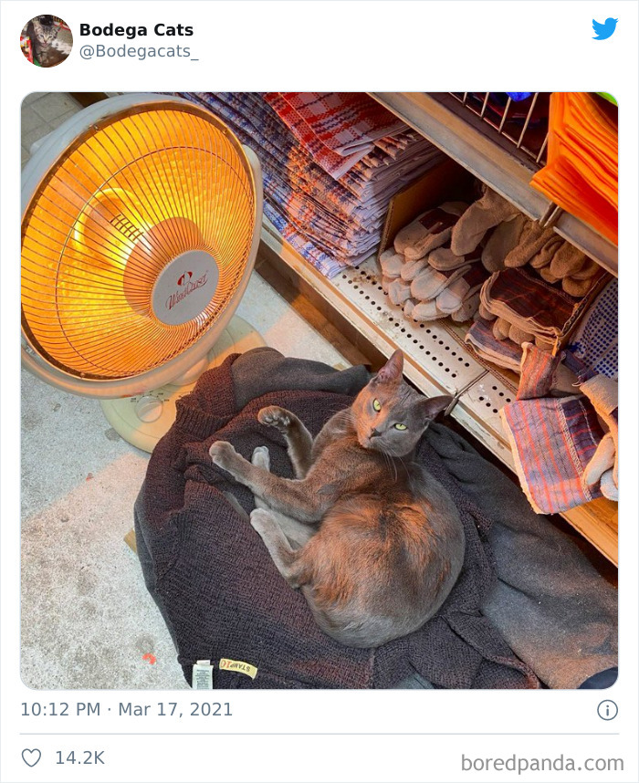 This Twitter Account Collects Photos Of Cats In Small Shops Looking Like They Own The Place (50 New Pics)