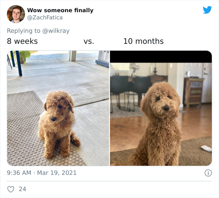 In A New Flash Mob On Twitter, Owners Have Fun With Photos Of Their Dogs As Puppies And How They Are Today