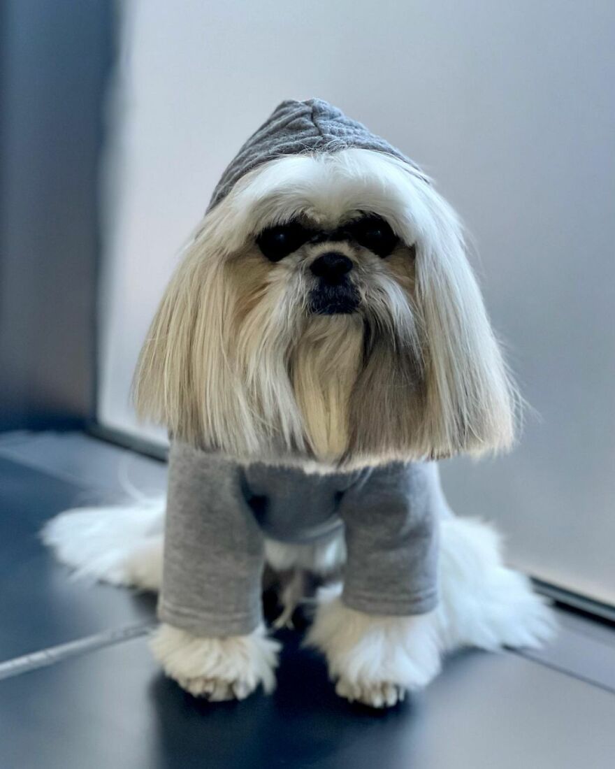 This Dog Manages To Be More Fashion Than Many People Out There