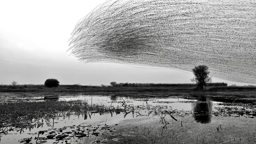 "When Birds Paint The Sky":
i Created A Series Of Creative Renders Out Of Starling's Murmuration