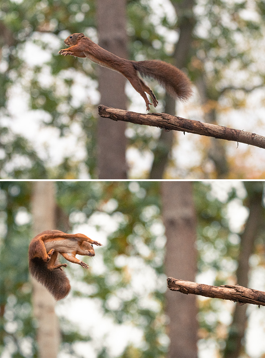 I’ve Spent 5 Years Photographing Jumping Red Squirrels And Here Are 38 Of My Best Photos