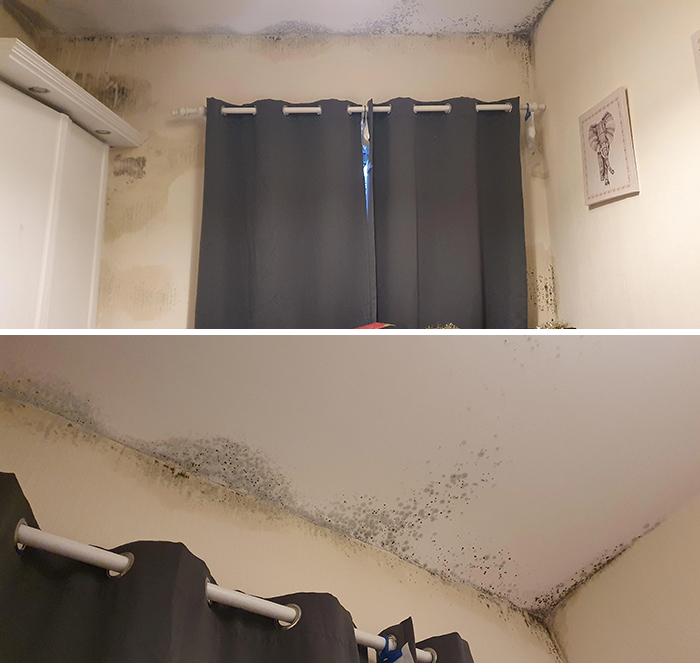 Landlord Says The Damp/Mould Isn't An Issue And I'm Imagining It. Asthma Has Entered The Chat