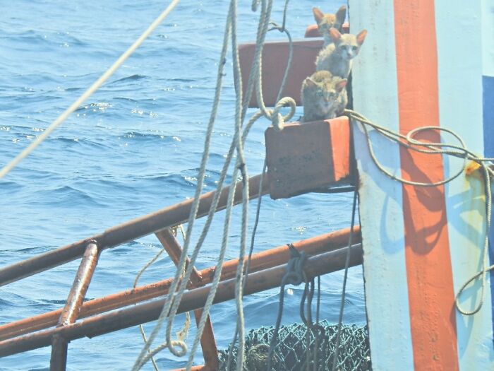 Thai Navy Officer Jumps Into Water And Swims To Rescue These Four Cats From A Rapidly Sinking Ship