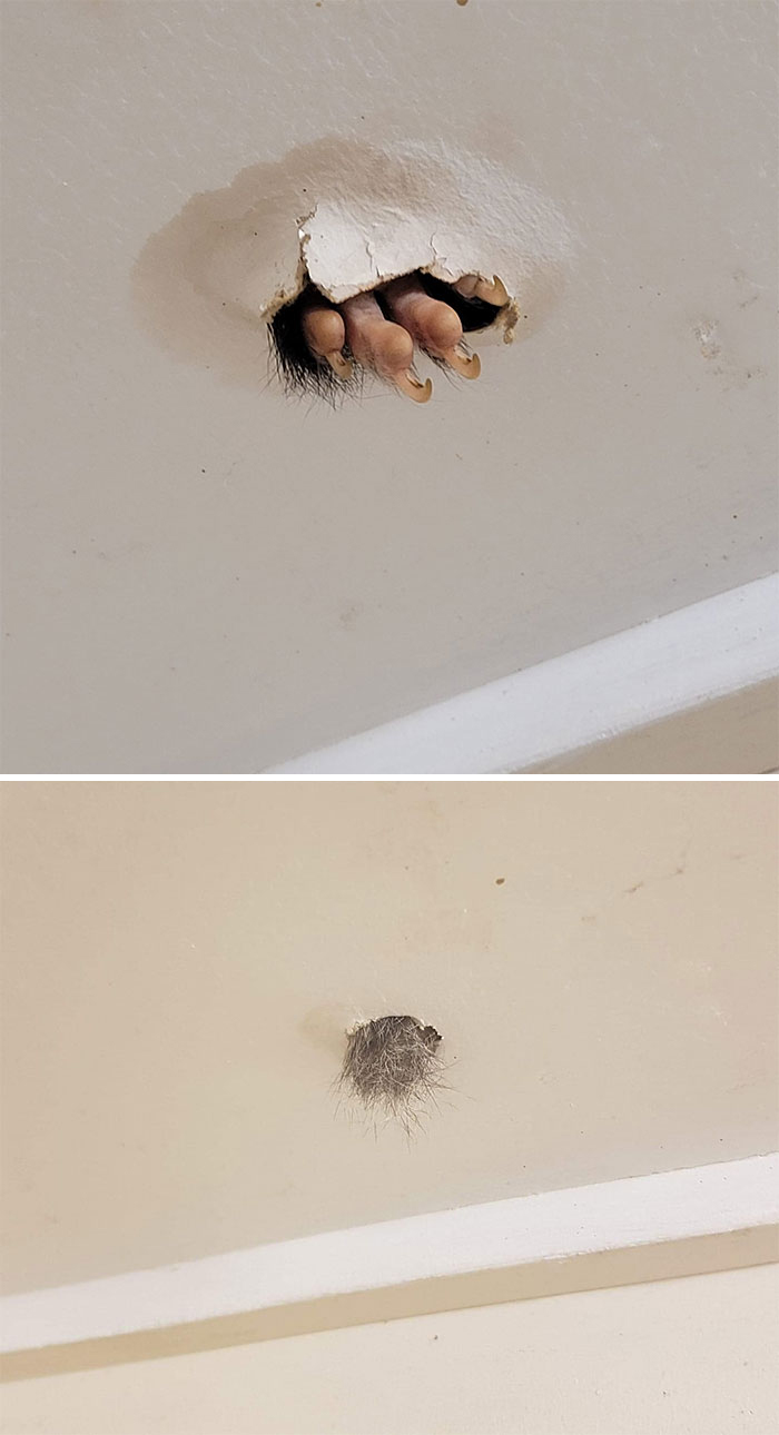 Ugg. Este es el techo de mi baño, eso es una pata de zarigüeya australiana