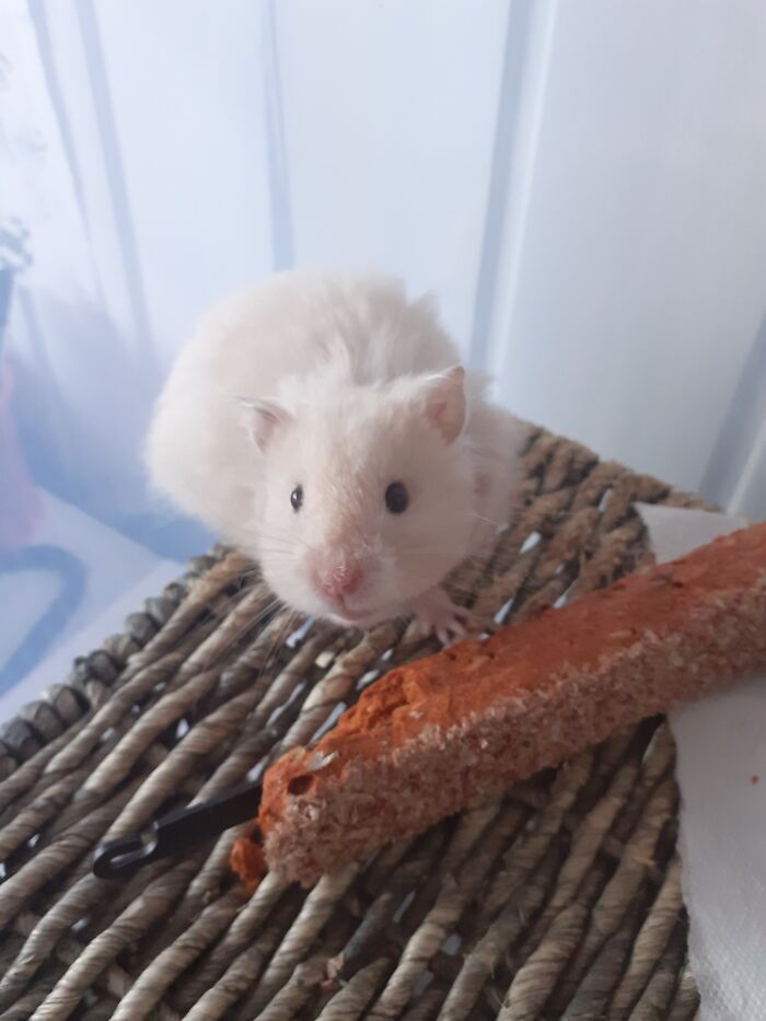 This Is Babybel! He Is A Long Haired Syrian Hamster :)